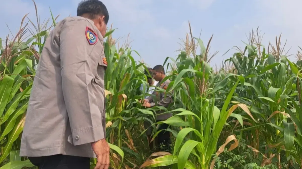 Pantau Kebun Jagung, Polres Karawang Pastikan Ketahanan Pangan Berjalan Optimal Tinjauan langsung ke area kebun jagung