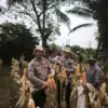 Pemantauan tanaman jagung