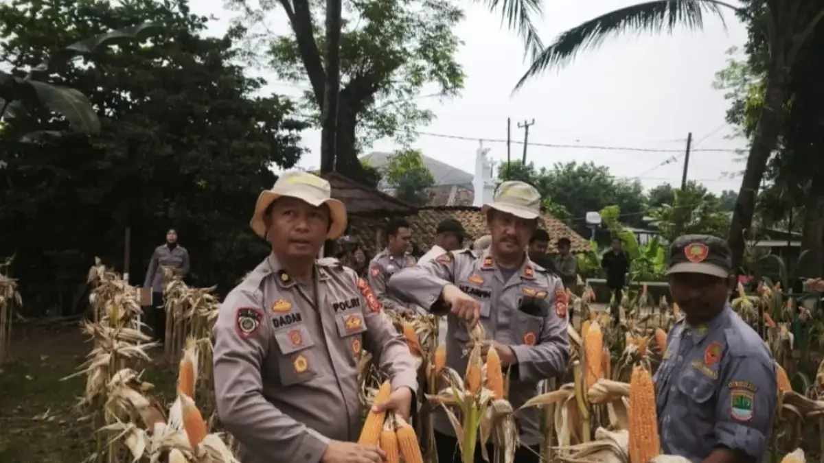 Polres Karawang Pemantauan Perkembangan Tanam Jagung Pemantauan tanaman jagung