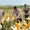 Tanam jagung