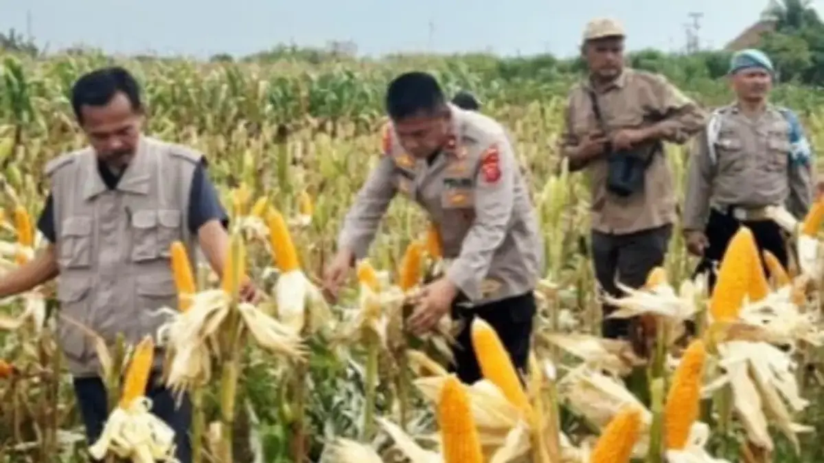 Tanam jagung