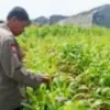 Polres Karawang Pantau Berkala Lahan Jagung Ketahanan Pangan.
