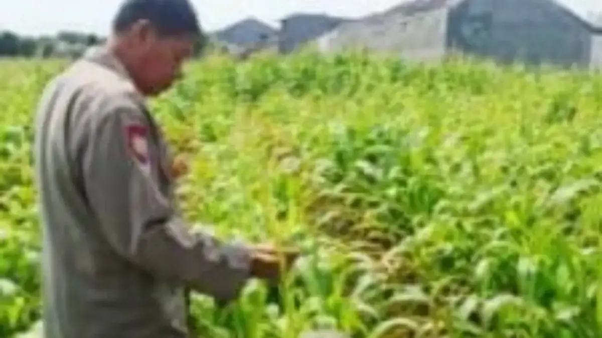 Pastikan Hasil Optimal, Polres Karawang Pantau Berkala Lahan Jagung Ketahanan Pangan Polres Karawang Pantau Berkala Lahan Jagung Ketahanan Pangan.