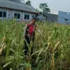 Polres Karawang Pastikan Tanaman Jagung Tumbuh Subur