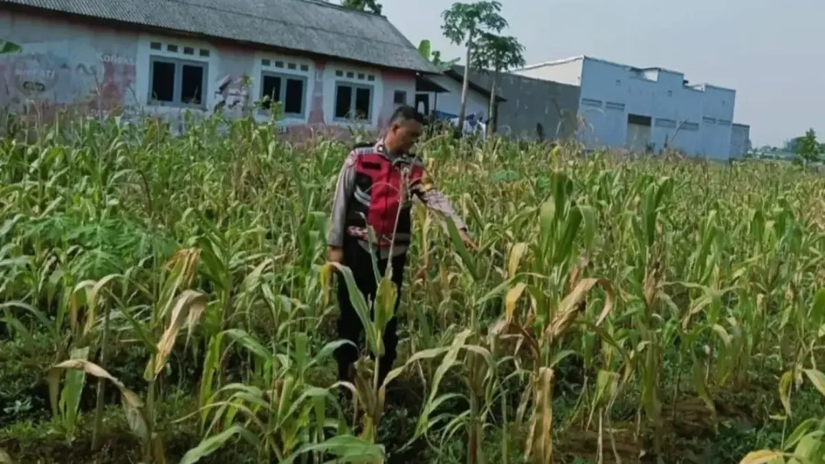 Polres Karawang Pastikan Tanaman Jagung Tumbuh Subur Polres Karawang Pastikan Tanaman Jagung Tumbuh Subur