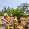 Polres Karawang dan Petani Lokal Tanam Jagung Hibrida.