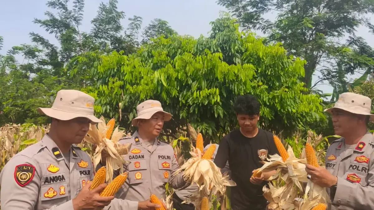 Swasembada Pangan, Polres Karawang dan Petani Lokal Tanam Jagung Hibrida Polres Karawang dan Petani Lokal Tanam Jagung Hibrida.