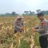 Panen jagung serentak
