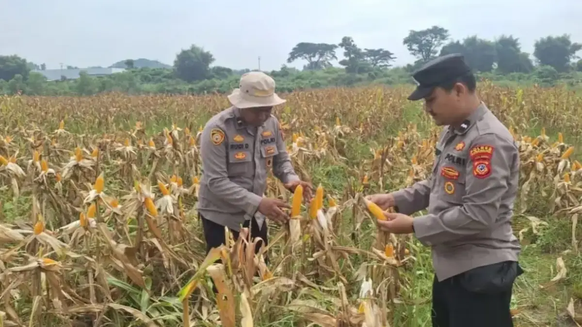 Angkat Hasil Bumi Bersama, Polres Karawang Komit Jaga Ketahanan Pangan Panen jagung serentak