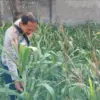 Polres Karawang Tinjau Lahan Jagung Hibrida di Lemahabang.