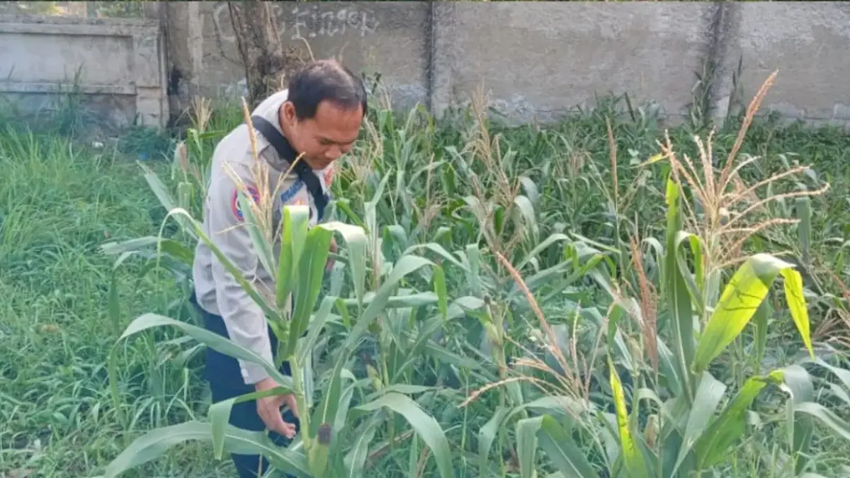 Dukung Ketahanan Pangan Nasional, Polres Karawang Tinjau Lahan Jagung Hibrida di Lemahabang Polres Karawang Tinjau Lahan Jagung Hibrida di Lemahabang.