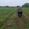 Bhabinkamtibmas Turun ke Lahan Non LBS Rawat Tanaman Jagung.
