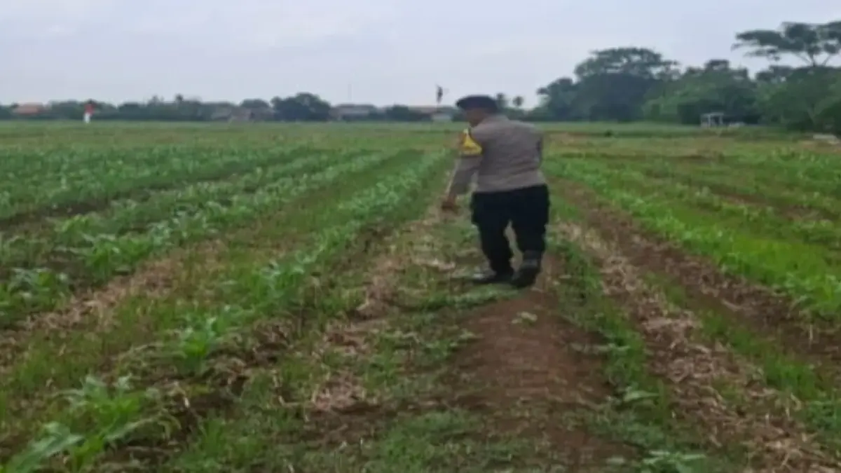 Bhabinkamtibmas Turun ke Lahan Non LBS Rawat Tanaman Jagung.