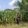 Polres Karawang Dorong Peningkatan Ekonomi Petani Jagung.