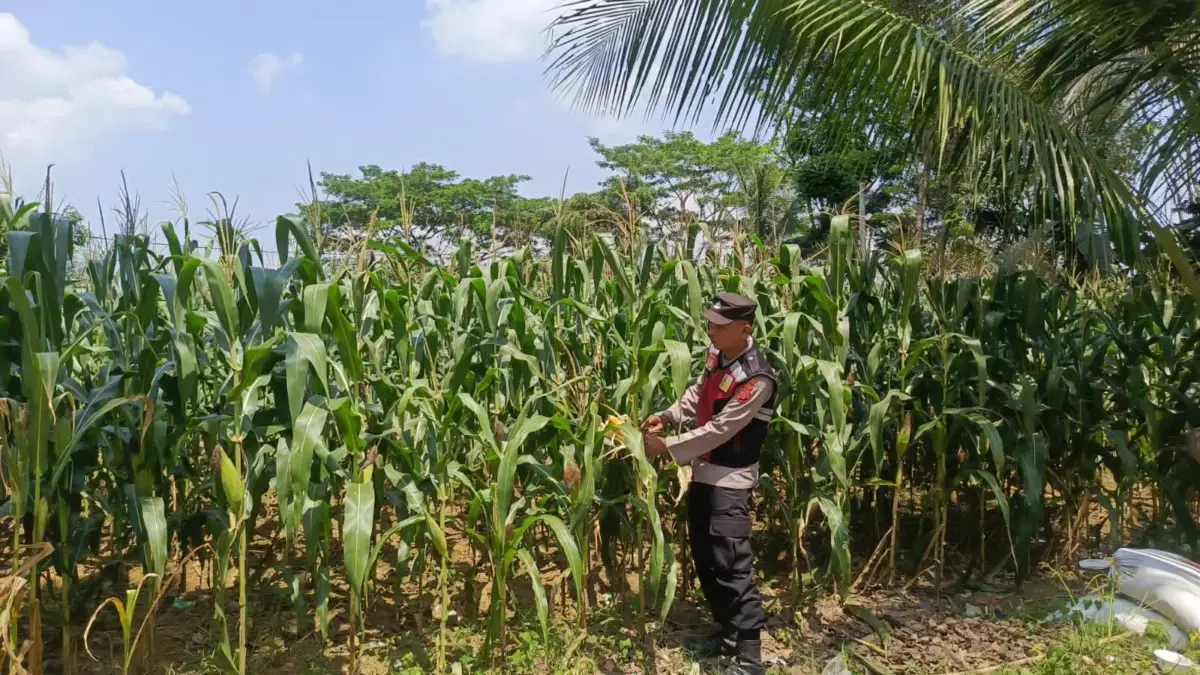 Polres Karawang Dorong Peningkatan Ekonomi Petani Jagung.