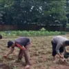 Polres Karawang Gandeng Masyarakat Olah Lahan Kosong Jadi Tanam Jagung.