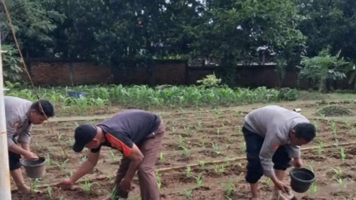 Wujudkan Swasembada Pangan, Polres Karawang Gandeng Masyarakat Olah Lahan Kosong Jadi Tanam Jagung Polres Karawang Gandeng Masyarakat Olah Lahan Kosong Jadi Tanam Jagung.