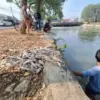 ikan mati