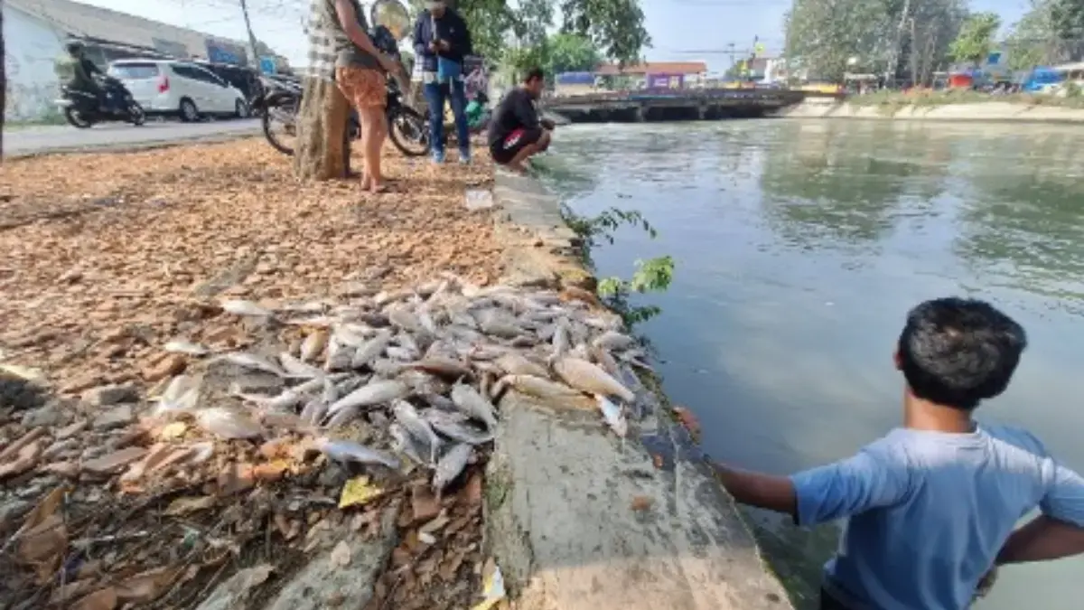 ikan mati