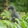 primata mungil