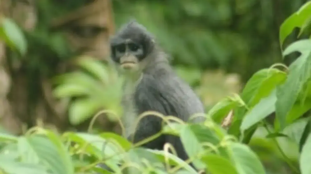 Napas Baru untuk Surili, Primata Mungil Berambut Abu-abu, Jaga ‘Sang Mandat’ Hutan Gede Pangrango dari Punah primata mungil