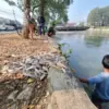 Ikan Mati Mendadak di Sungai Karawang Jadi Sorotan