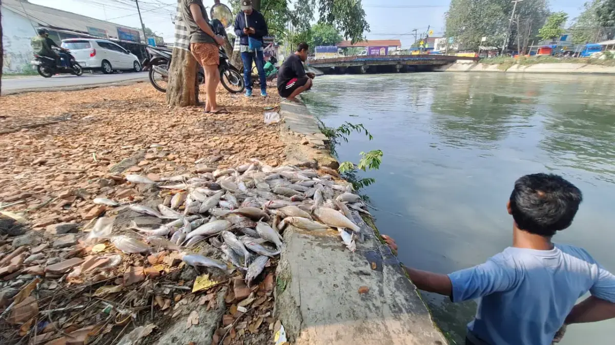 Ikan Mati Mendadak di Sungai Karawang Jadi Sorotan