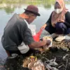 Ikan Mati Irigasi Karawang