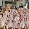 Cara Mudah Memilih Ayam Segar Saat Belanja
