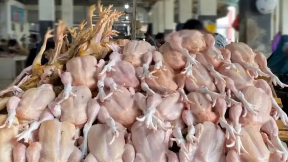 Cara Mudah Memilih Ayam Segar Saat Belanja