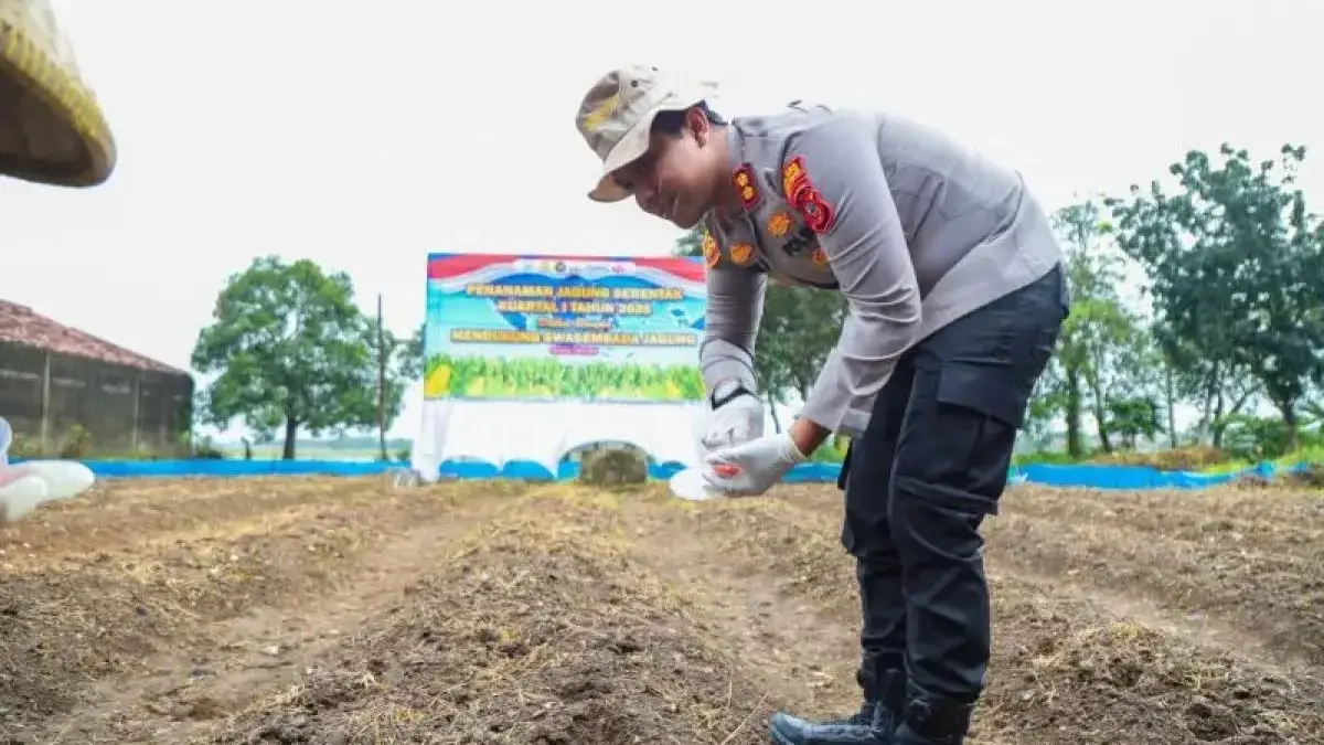 Tanam Jagung Serentak