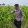 Bhabinkamtibmas pengecekan pertumbuhan tanaman jagung