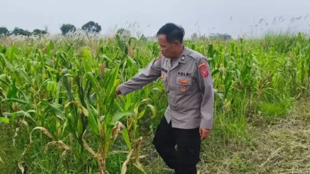Bhabinkamtibmas pengecekan pertumbuhan tanaman jagung