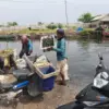Jeritan sunyi terdengar dari pesisir Pantai Desa Pantai Makmur, Kecamatan Tarumajaya, Kabupaten Bekasi.