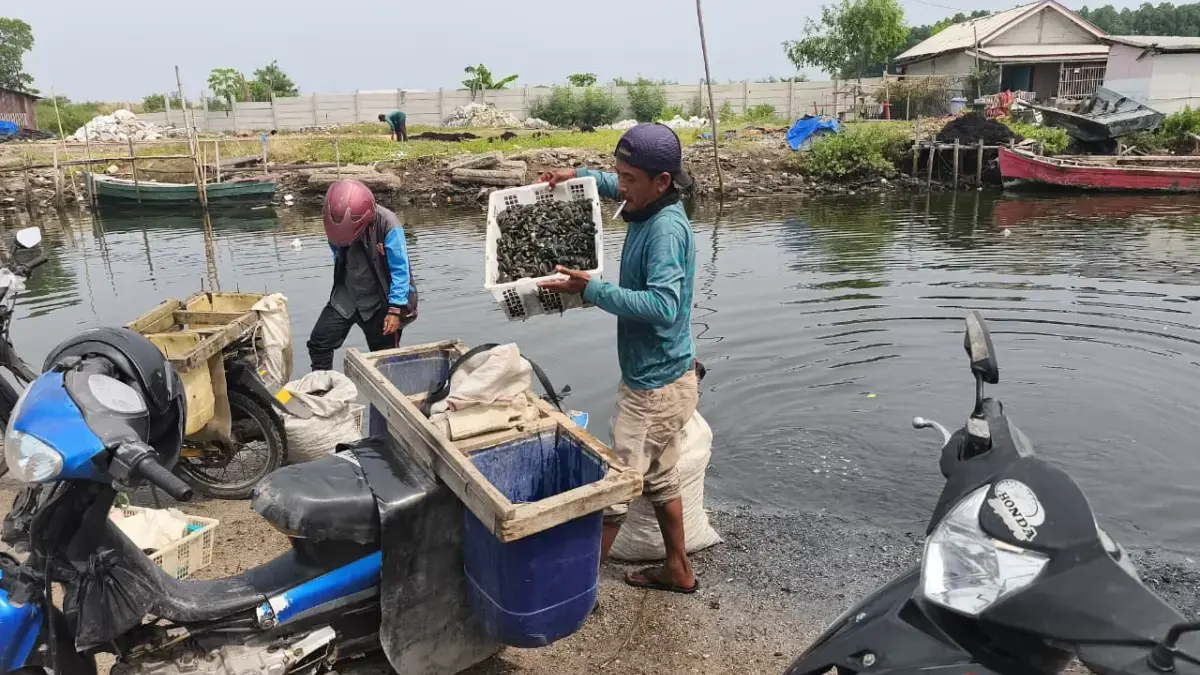 Jeritan sunyi terdengar dari pesisir Pantai Desa Pantai Makmur, Kecamatan Tarumajaya, Kabupaten Bekasi.