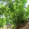 Namanya Kampung Goa Monyet.