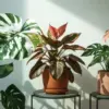 Jangan Sampai Belangnya Hilang! Tips Merawat Tanaman Hias Variegata Agar Tetap Cantik dan Tumbuh Subur