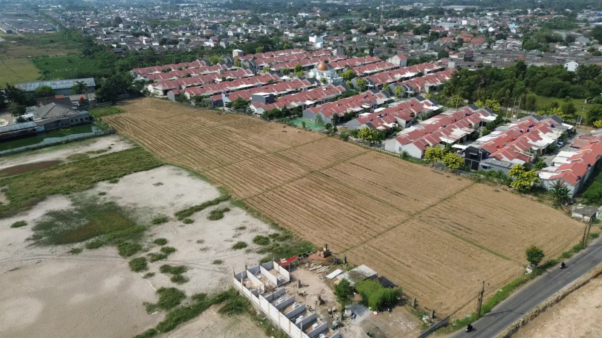 Petani di kabupaten Bekasi gagal panen.