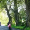Pohon Asam Jawa di Jalan Raya Purwokerto Jawa Tengah
