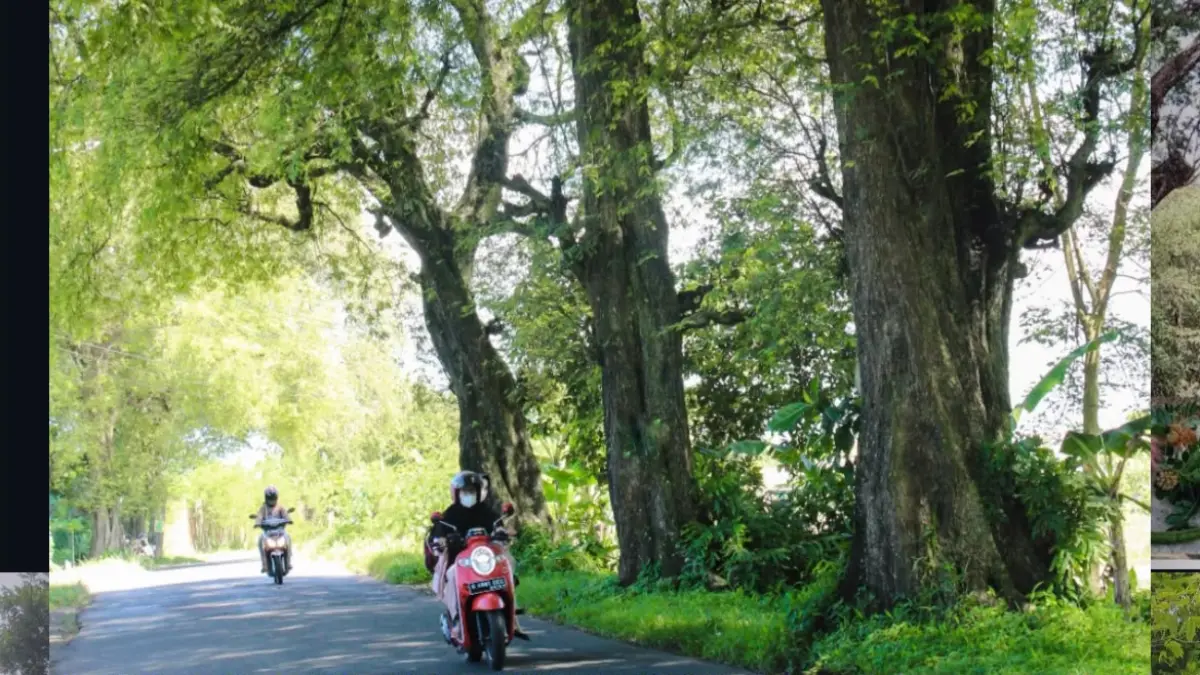 Kenapa Belanda Menanam Pohon Asam Jawa di Pinggir Jalan? Ternyata Banyak Manfaatnya Sampai Sekarang Pohon Asam Jawa di Jalan Raya Purwokerto Jawa Tengah