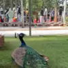 Taman Sari Forest Setu Tawarkan Wahana Serba Goceng