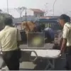 Korban Tabrak Lari di Jalan Pacing Rengasdengklok