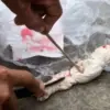Bungkusan Mirip Pocong Gegerkan Warga Karangpatri