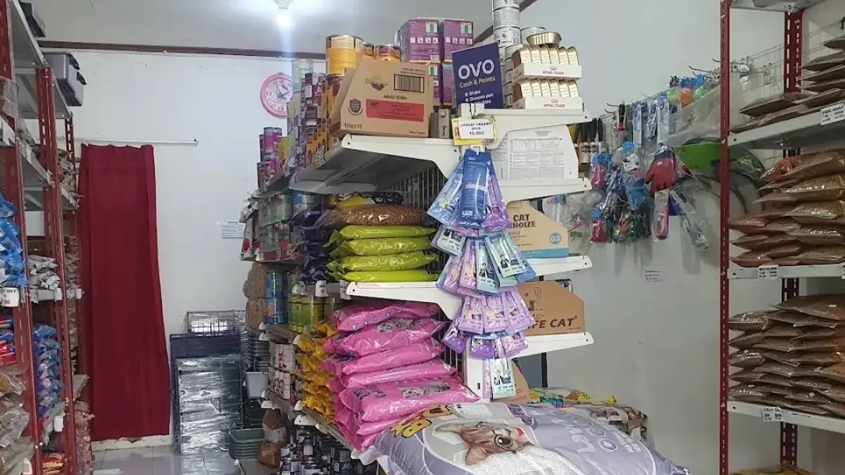 Dokter hewan memeriksa kondisi seekor kucing di ruang praktik. Sejumlah klinik hewan di sekitar Jatimulya.