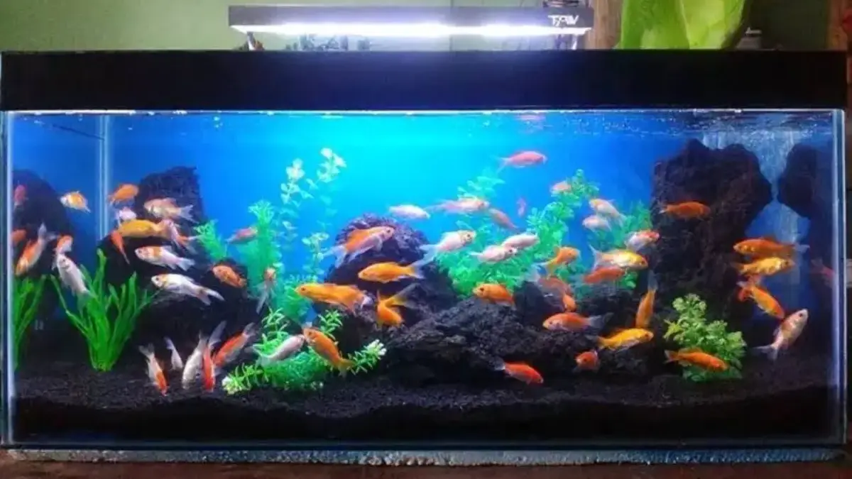 Beragam aquarium dan ikan hias dapat ditemukan di sejumlah toko kawasan Jatimulya, Tambun Selatan.