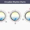 Chronotype