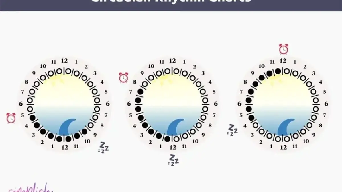 Chronotype & Ritme Sirkadian: Mengapa Memaksa Semua Orang Bangun Jam 5 Pagi Adalah Kesalahan Besar Chronotype