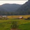 Keindahan Panorama alam Desa Tambakmekar Subang Punya Sawah Hijau Gunung Kujang