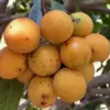 Buah Gandaria
