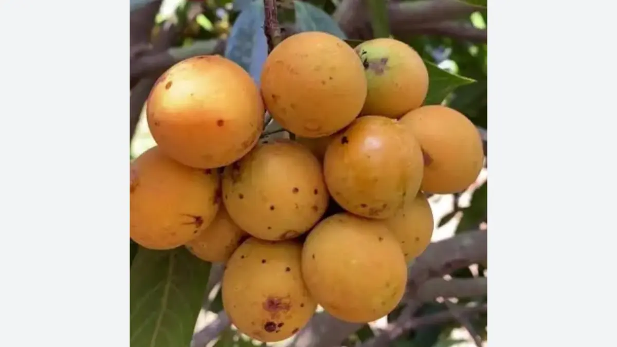 Buah Gandaria